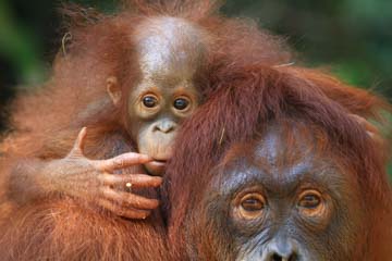 Protection des forêtsRimba Raya-Indonésie