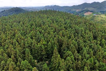 ReforestationAnlong-China