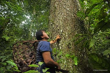 Forest protectionTambopata-Peru