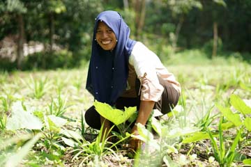 Forest protectionKatingan-Indonesia