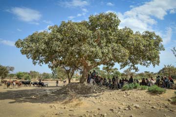 Assisted natural regenerationHauts plateaux du Nord-Éthiopie