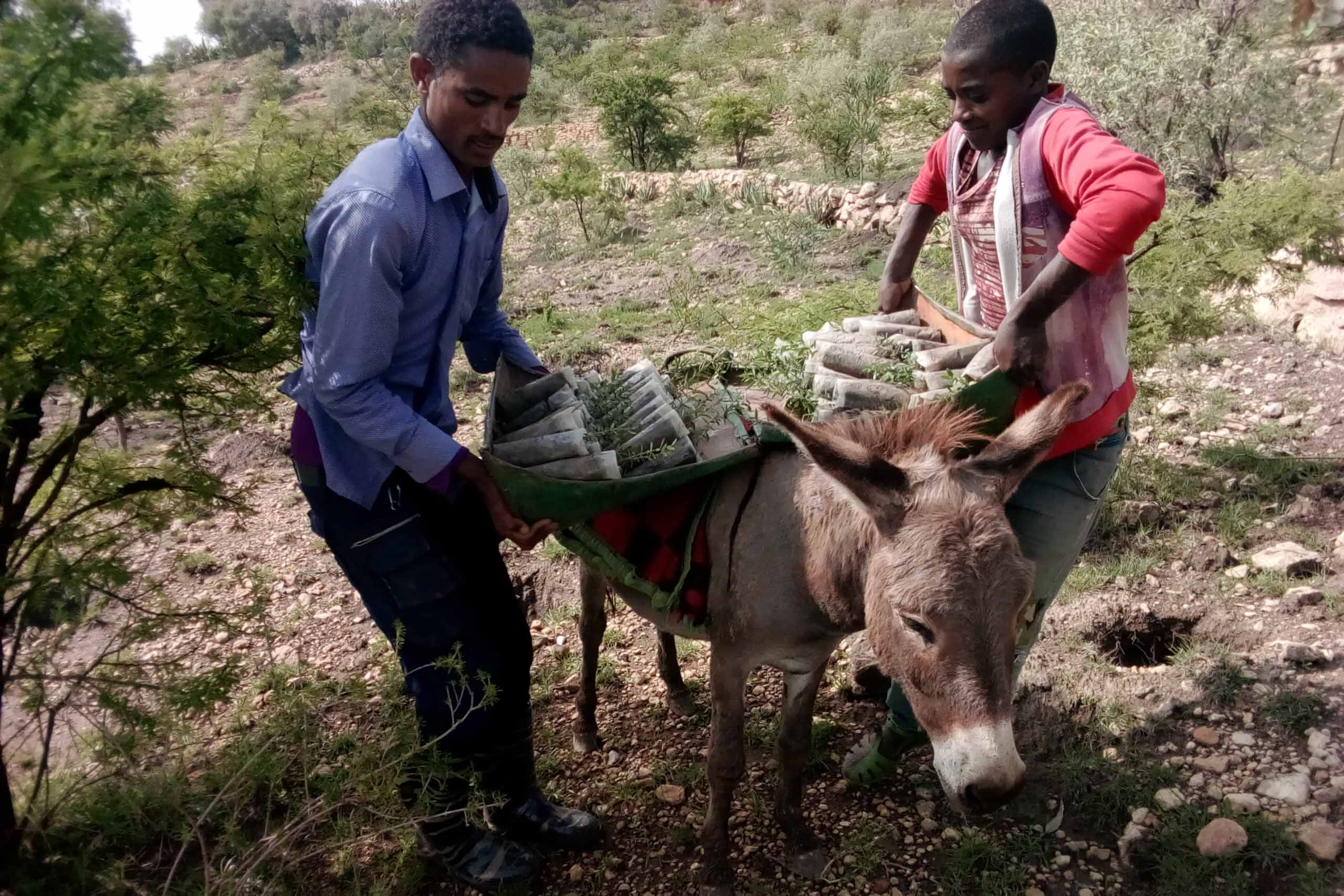 Assisted natural regenerationNorthern Highlands-Ethiopia